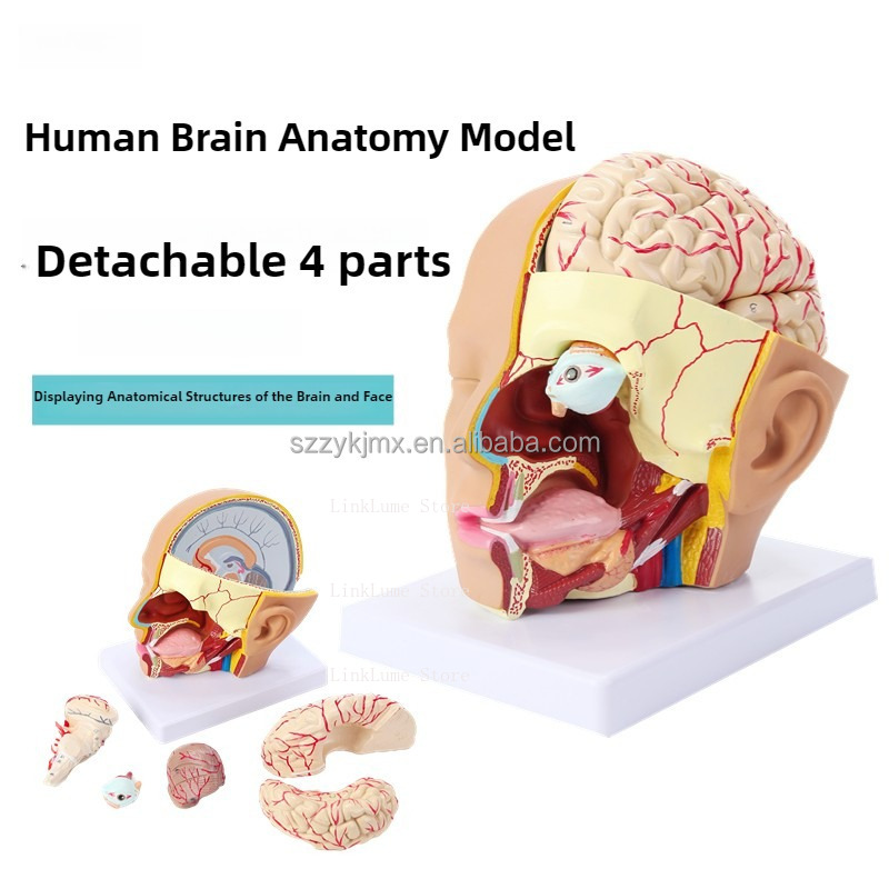 Modello Anatomico della Testa  - Medical Lab Equipment recensione e prezzo