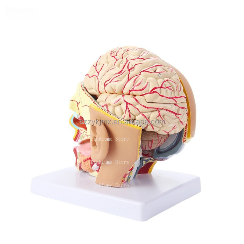 Modello Anatomico della Testa  - Medical Lab Equipment recensione e prezzo